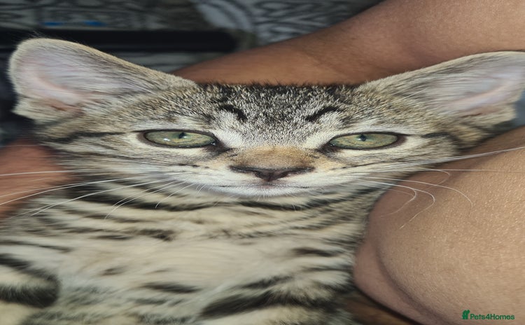 Bengal cats Mixed bengal kittens   - Advert 8