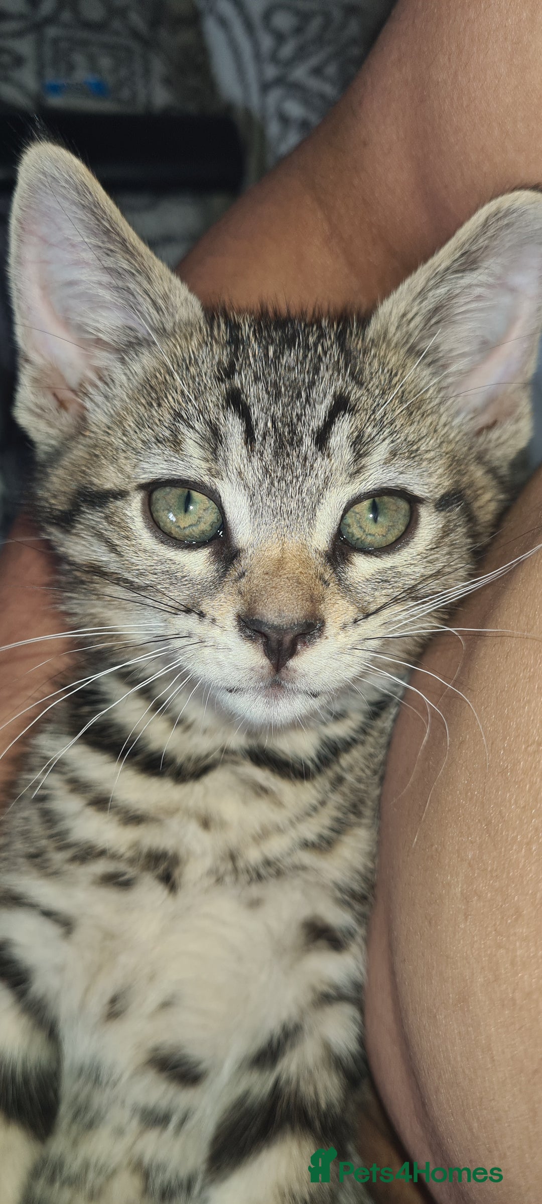 Bengal cats for sale: Mixed bengal kittens   - Image 10
