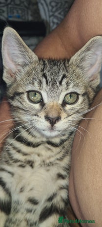 Bengal cats Mixed bengal kittens - Advert 8