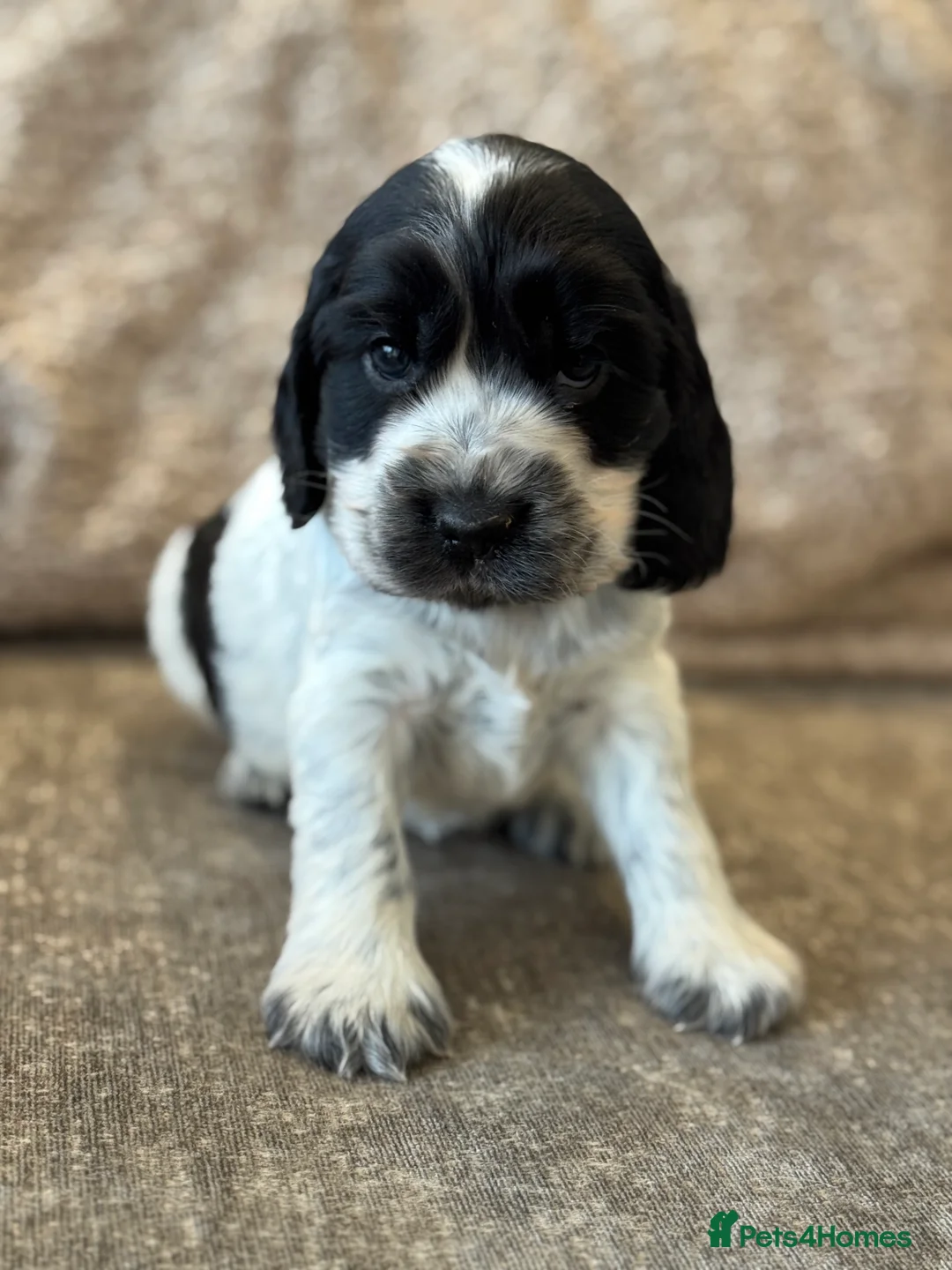 Cocker Spaniel dogs for sale: 100% SHOWTYPE COCKERS KC REGISTERED HEALTH TESTED  - Advert 17