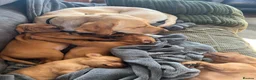 Mixed Breed dogs for sale: Fox Red Labrador / Hungarian Vizsla pups  - Advert 6