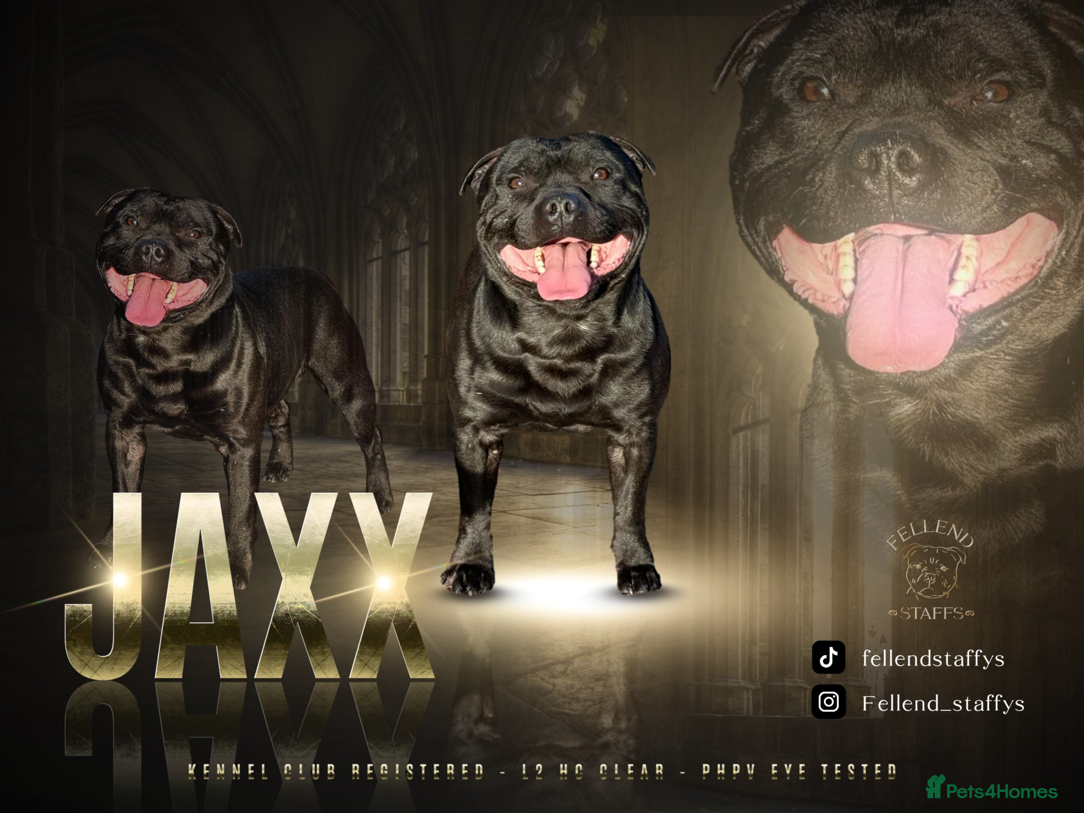 Staffordshire Bull Terrier dogs Black carrying blue stafford stud PHPV tested in Carlisle - Advert 1