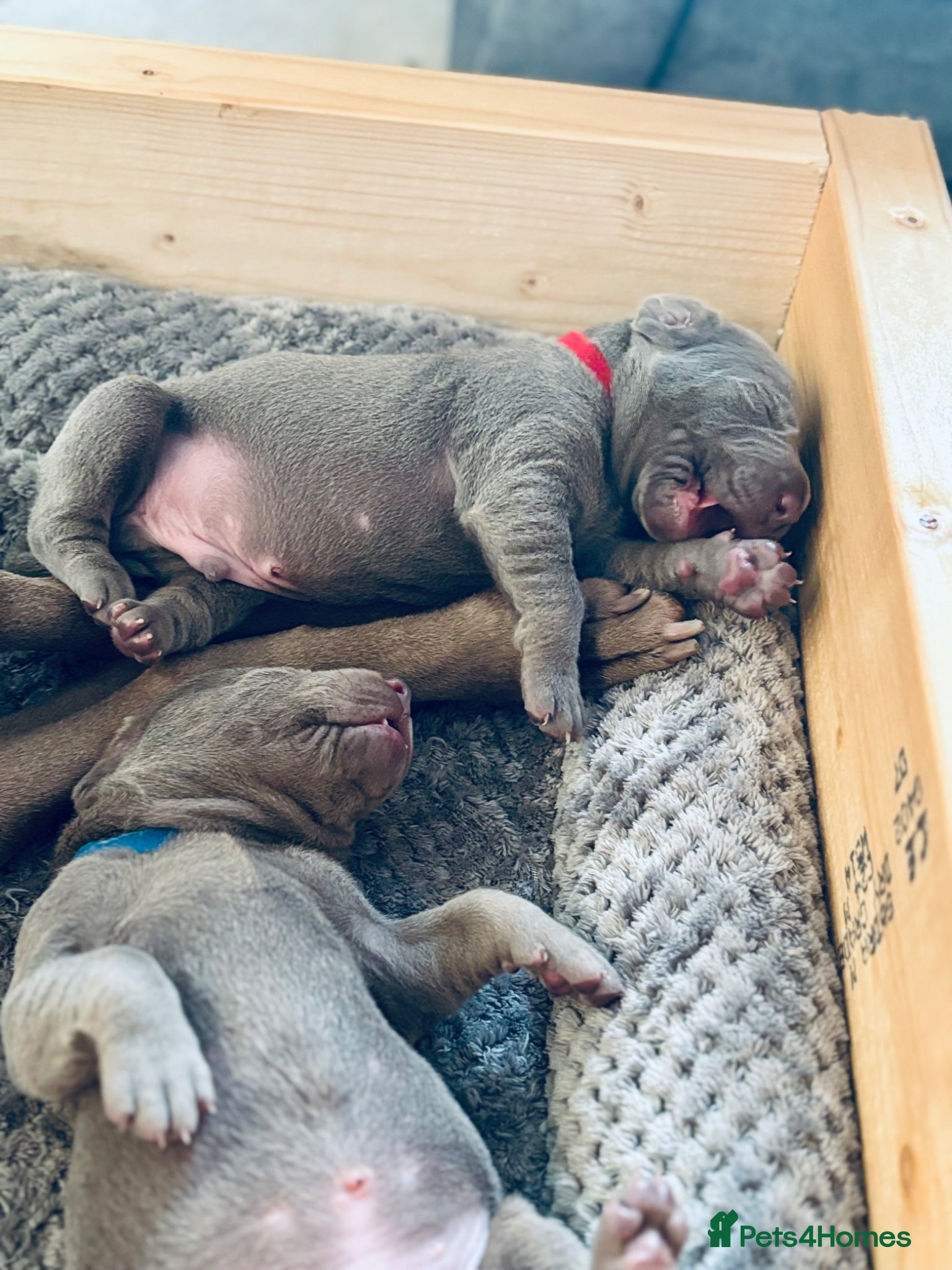 Mixed Breed dogs WEIMARMAN CHAMPION BLOODLINE PUPS - Advert 18