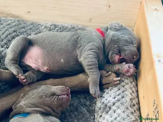 Mixed Breed dogs WEIMARMAN CHAMPION BLOODLINE PUPS - Advert 18