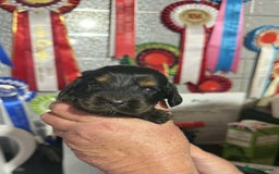 Cocker Spaniel dogs for sale: PURE SHOW COCKER SPANIEL PUPPIES FROM SHOW PARENTS - Advert 6