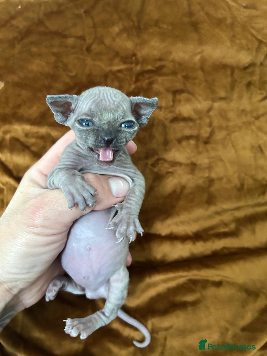 Sphynx cats for sale: Singleton male sphynx kitten  - Image 4