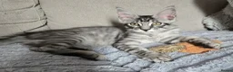 Maine Coon cats for sale: 3 TICA registered Maine Coon kittens. - Advert 7