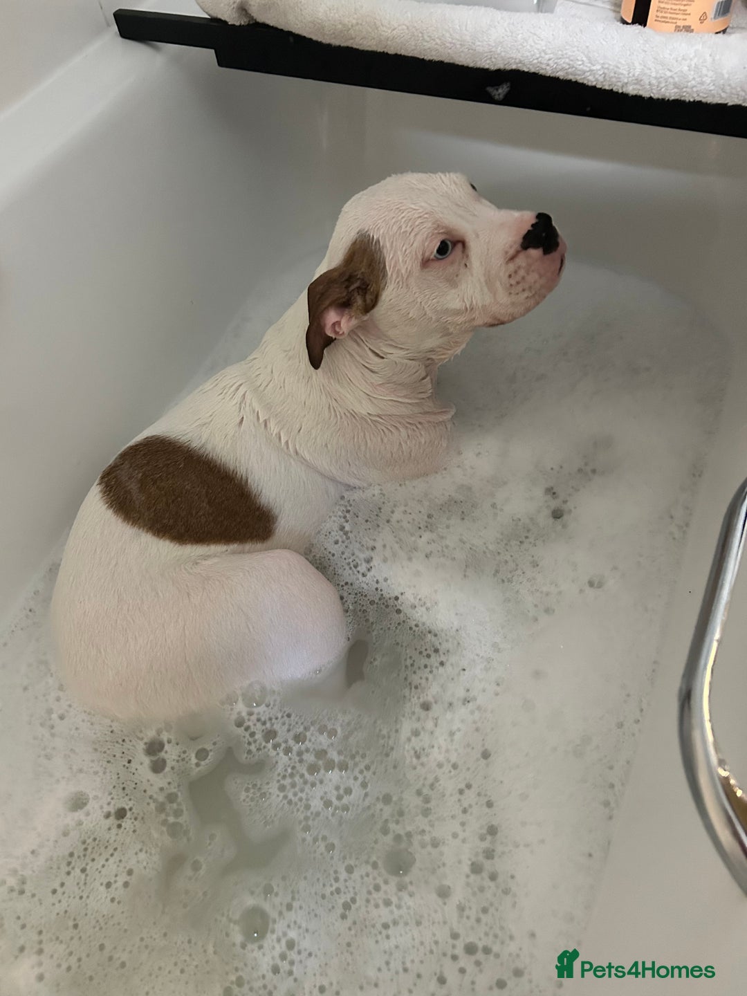 Mixed Breed dogs for sale: Dexter  - Image 6