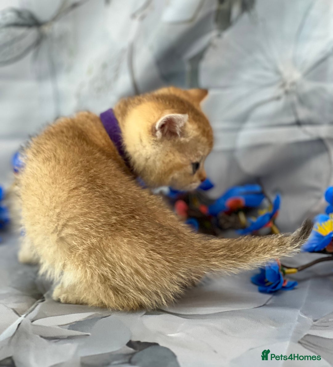 British Shorthair cats for sale: STUNNING TICA BRITISH SHORTHAIR/LONGHAIR KITTENS - Image 18