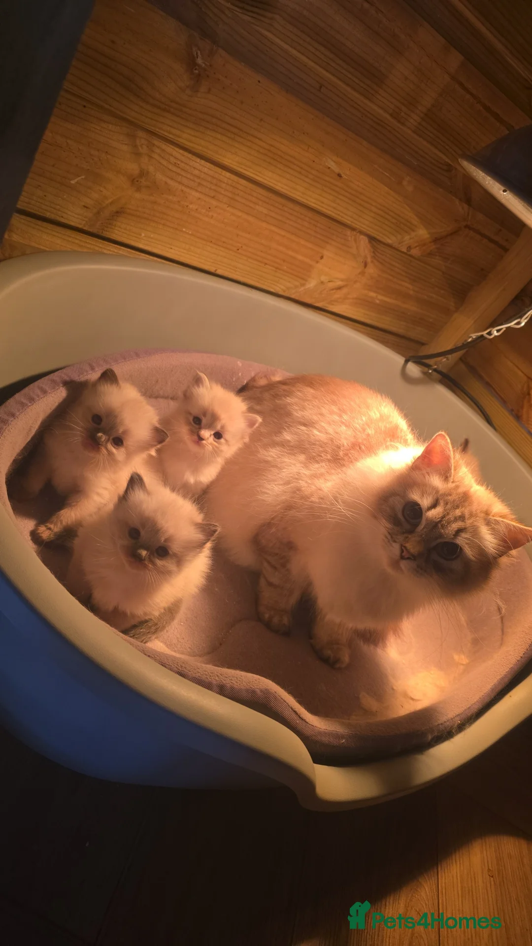 Ragdoll cats for sale: Ragdoll Kittens - READY NOW - Advert 14