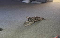 Mixed Breed dogs for sale: Draco 11 month old 3/4 Frenchie 1/4 toy poodle. - Image 19