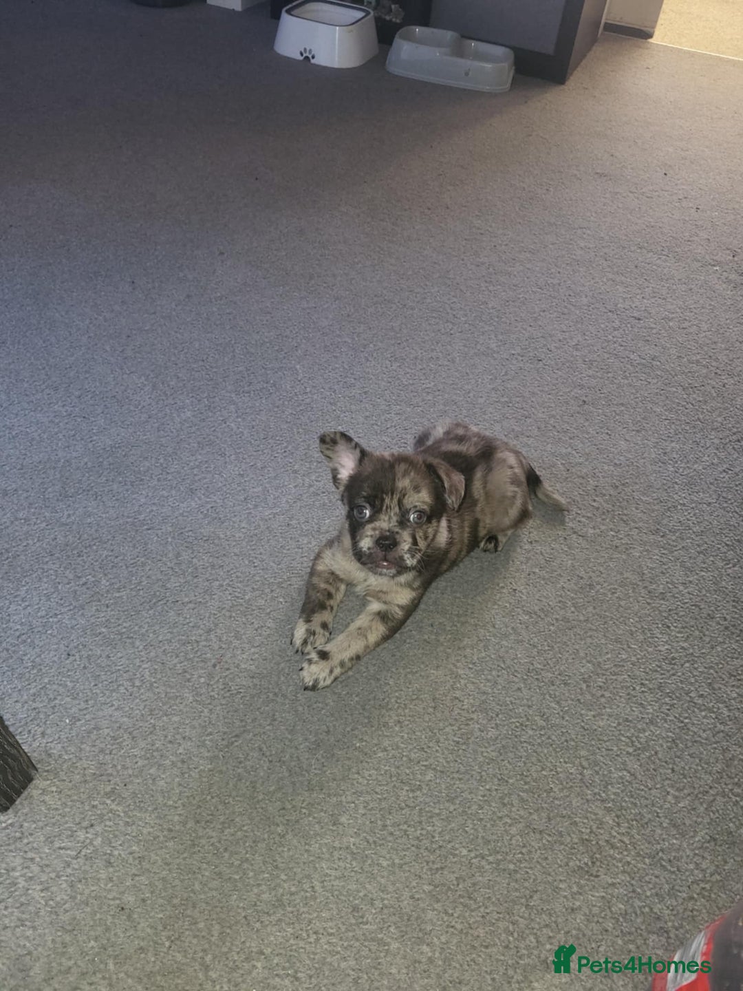 Mixed Breed dogs for sale: Draco 11 month old 3/4 Frenchie 1/4 toy poodle. - Image 19