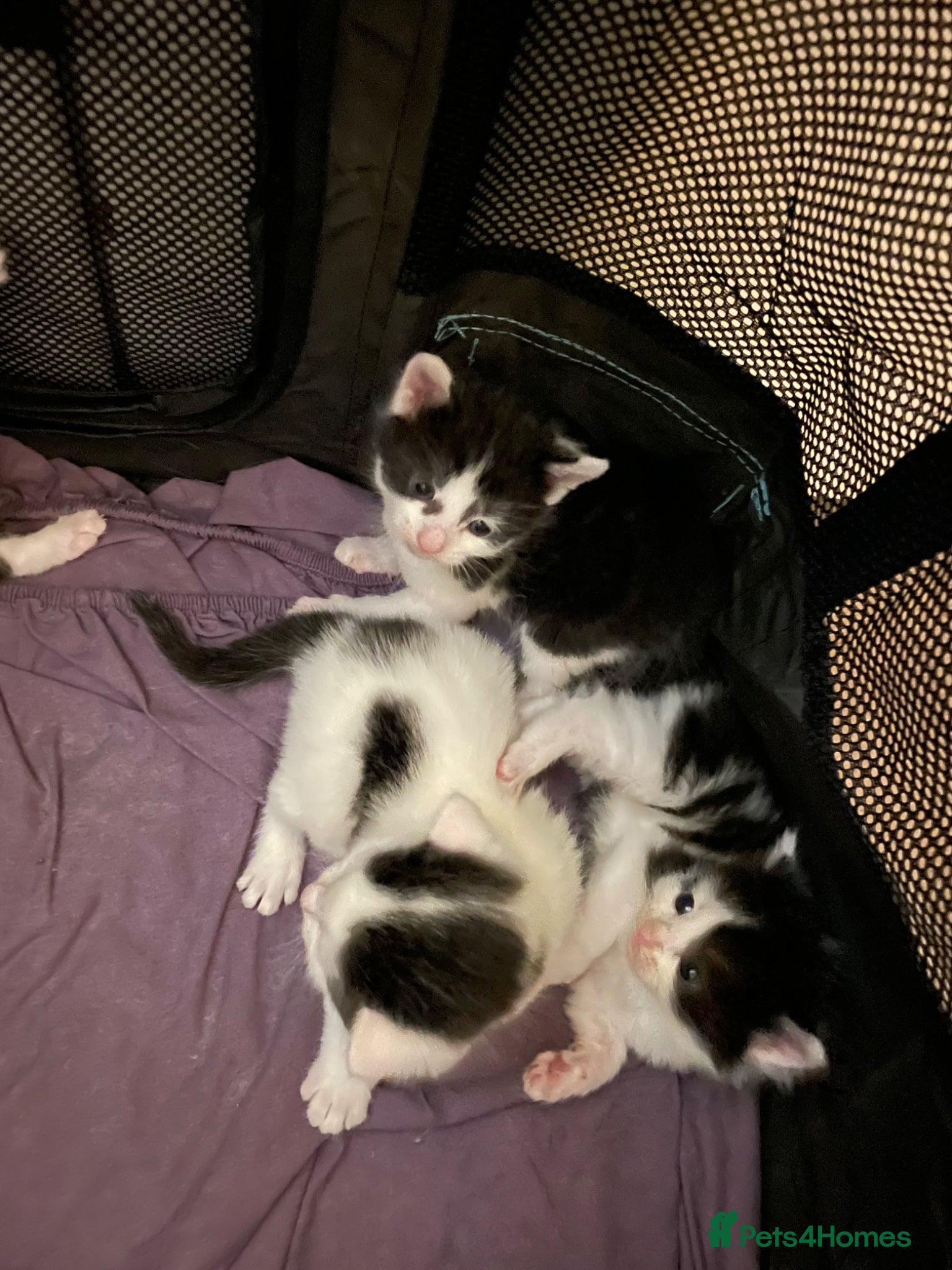 Turkish Van cats 5 gorgeous kittens ready now - Advert 2