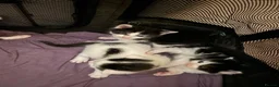 Turkish Van cats for sale: 5 gorgeous kittens ready now - Advert 1