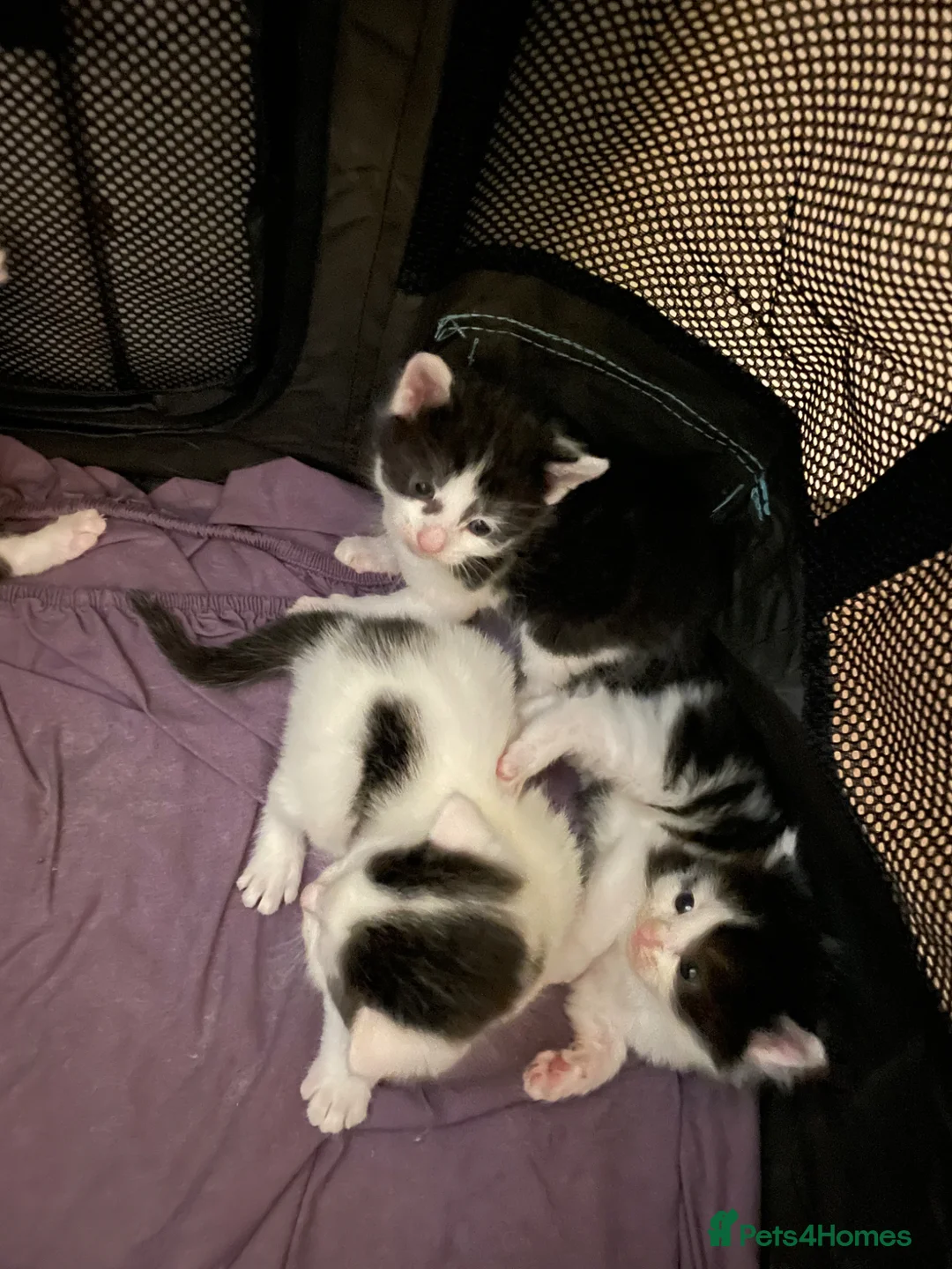 Turkish Van cats for sale: 5 gorgeous kittens ready now - Advert 1