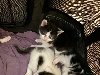 Turkish Van cats 5 gorgeous kittens ready now - Advert 1