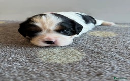 Cavalier King Charles Spaniel dogs for sale: Health tested cavalier King Charles  - Image 12