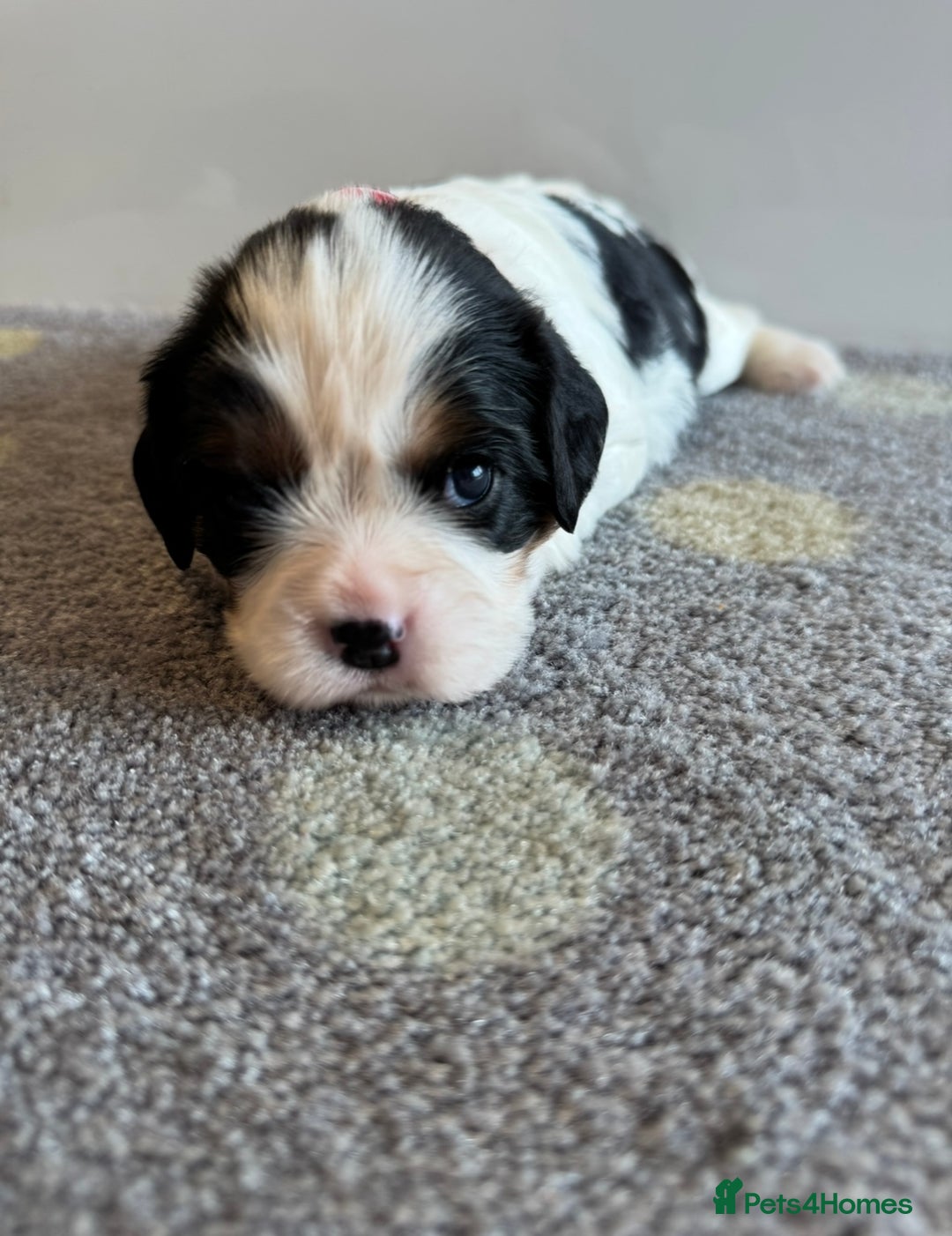 Cavalier King Charles Spaniel dogs for sale: Health tested cavalier King Charles  - Image 12