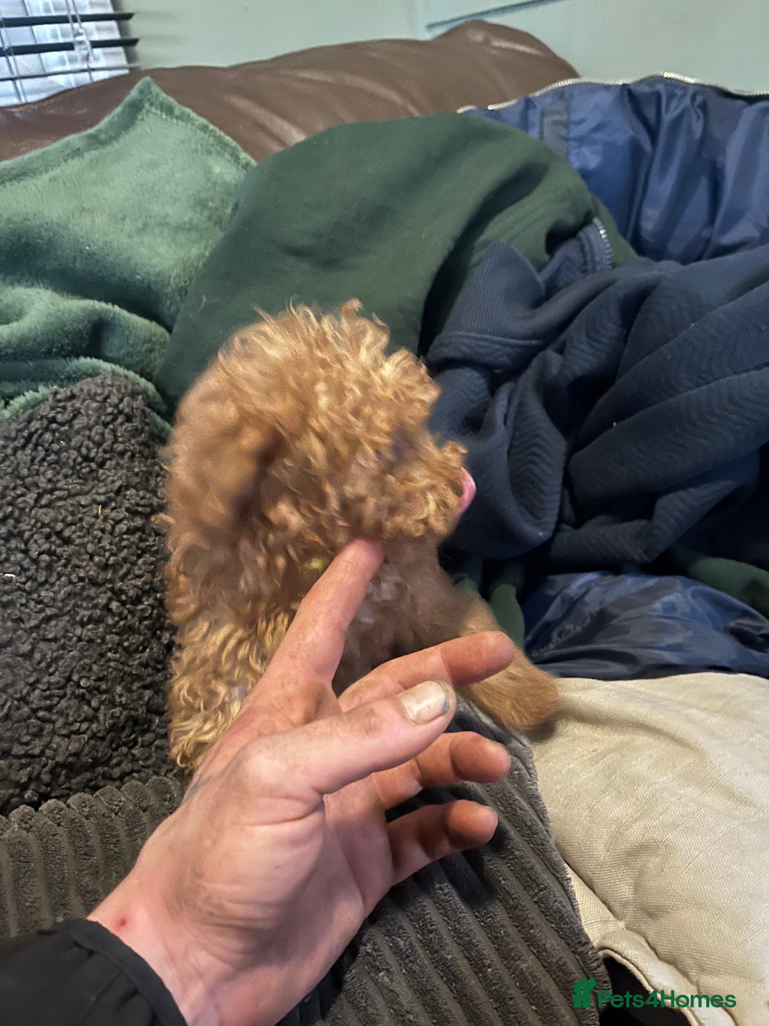 Mini Goldendoodle dogs for sale: Mini golden doodle f1b - Advert 10