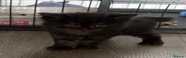 Maine Coon 3