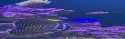 Other/Mixed Breed fish for sale: Marine fish, corals and equiptment for sale - Advert 5