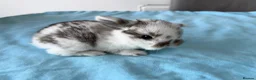 Mini Lop rabbits for sale: 3 adorable Mini Lop rabbits looking for new home - Advert 4