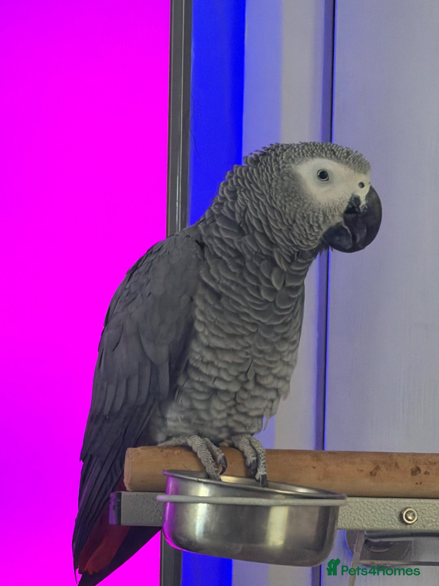 Parrots birds Friendly & Talkative African Grey Parrot for Sale - Advert 1