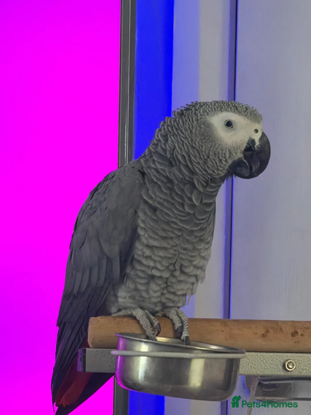 Parrots birds for sale: Friendly & Talkative African Grey Parrot for Sale - Advert 1