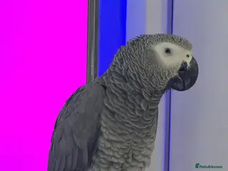 Parrots birds Friendly & Talkative African Grey Parrot for Sale - Advert 1