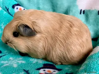 Guinea Pig rodents Baby cream male guinea pig. - Advert 1