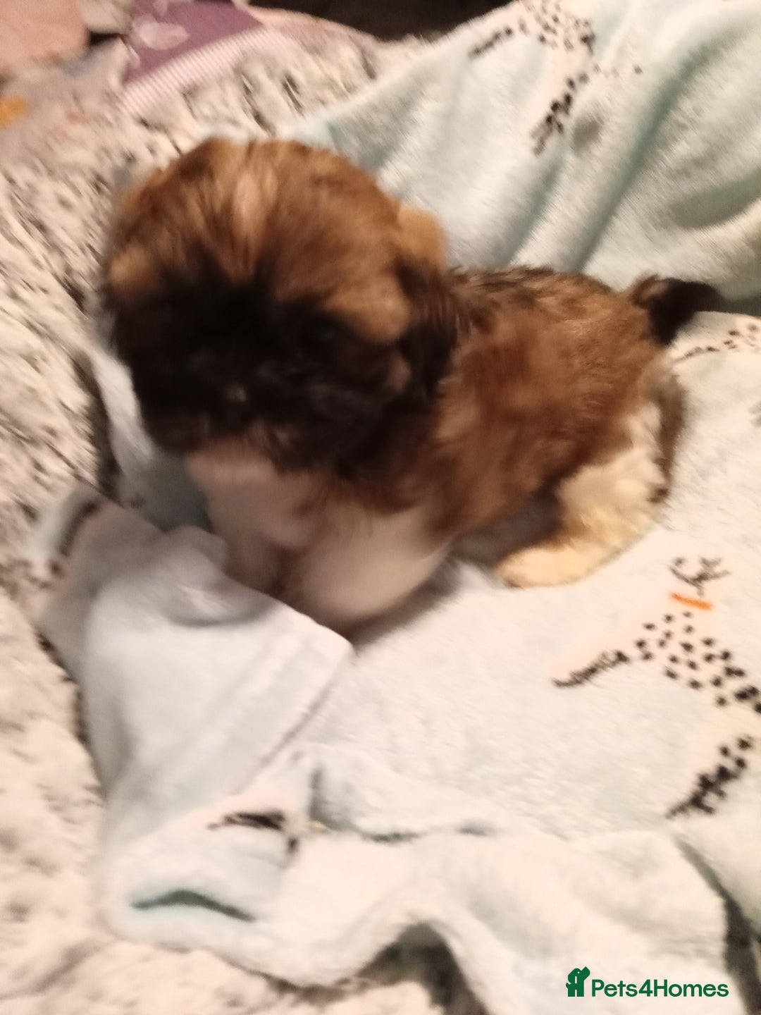 Shih Tzu dogs for sale: puppys - Image 11