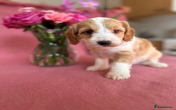 Cockapoo dogs for sale: Cocker Spaniel x Cockapoo Puppies Ready Soon  - Image 8