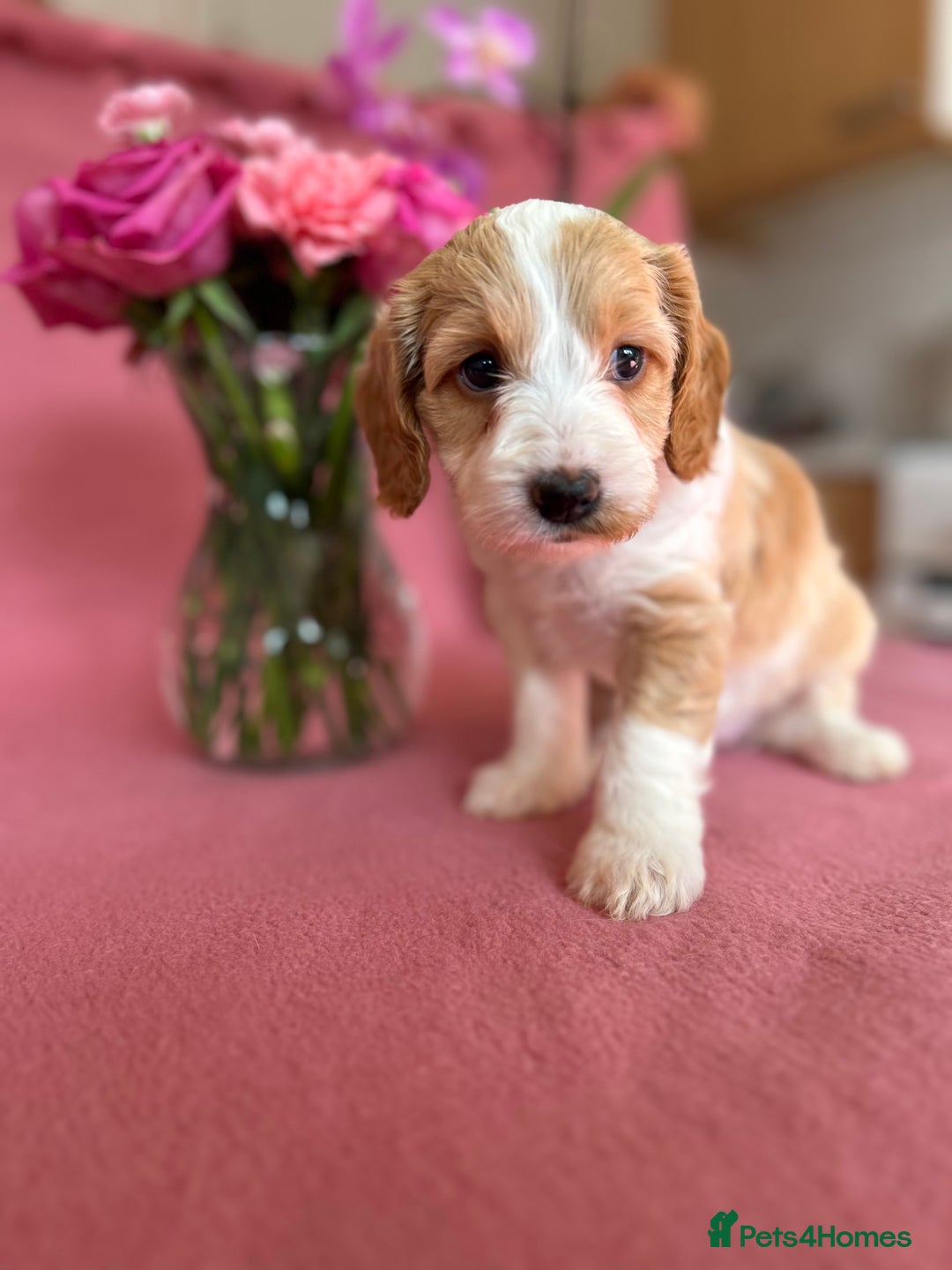 Cockapoo dogs for sale: Cocker Spaniel x Cockapoo Puppies Ready Soon  - Image 8