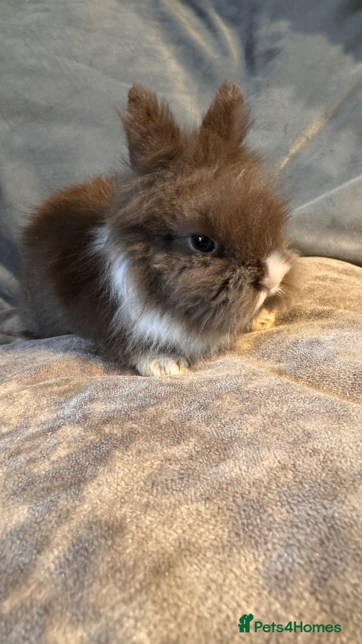 Mixed Breed rabbits     Fluffy Lionhead & Netherland Dwarf Mix Bunnies - Advert 2
