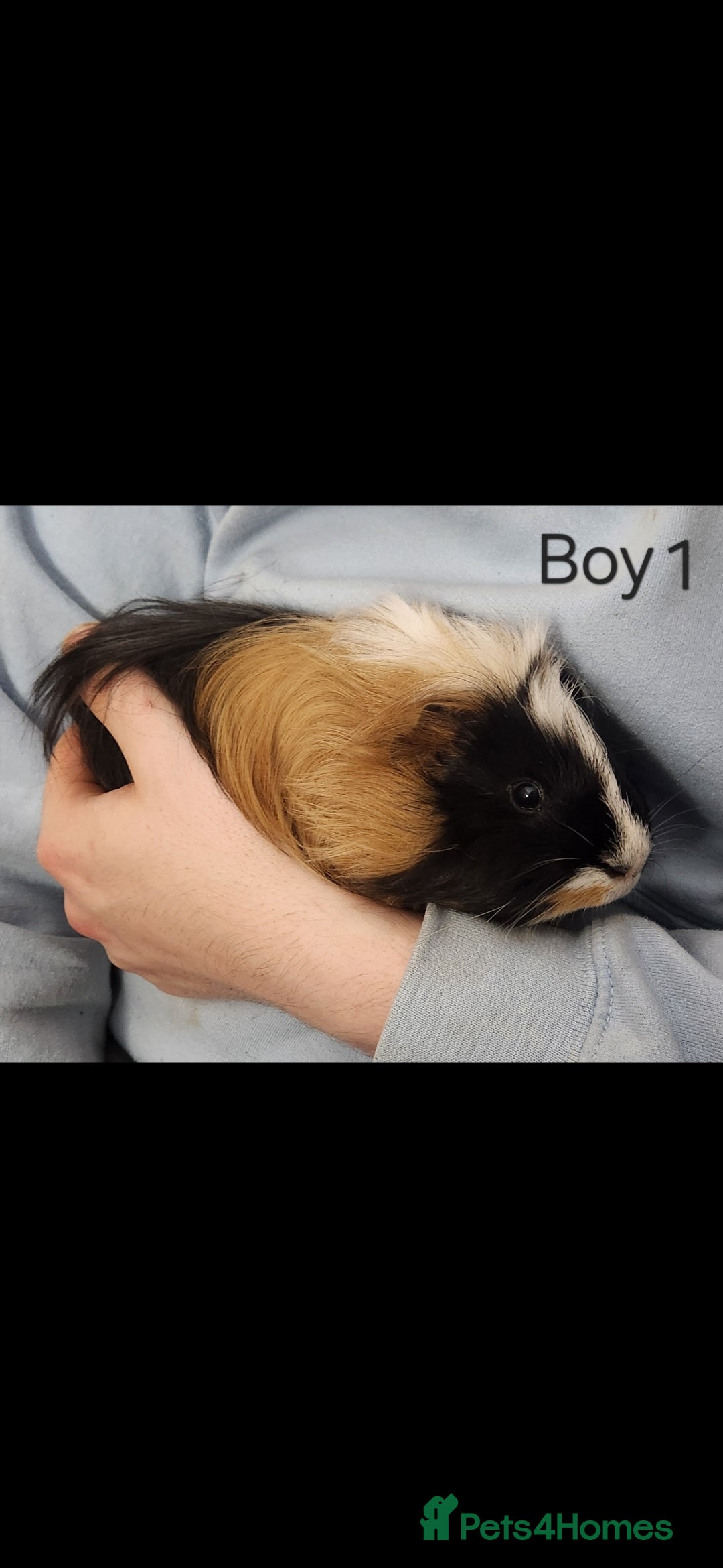 Guinea Pig rodents for sale: Adorable Guinea pig - Advert 2