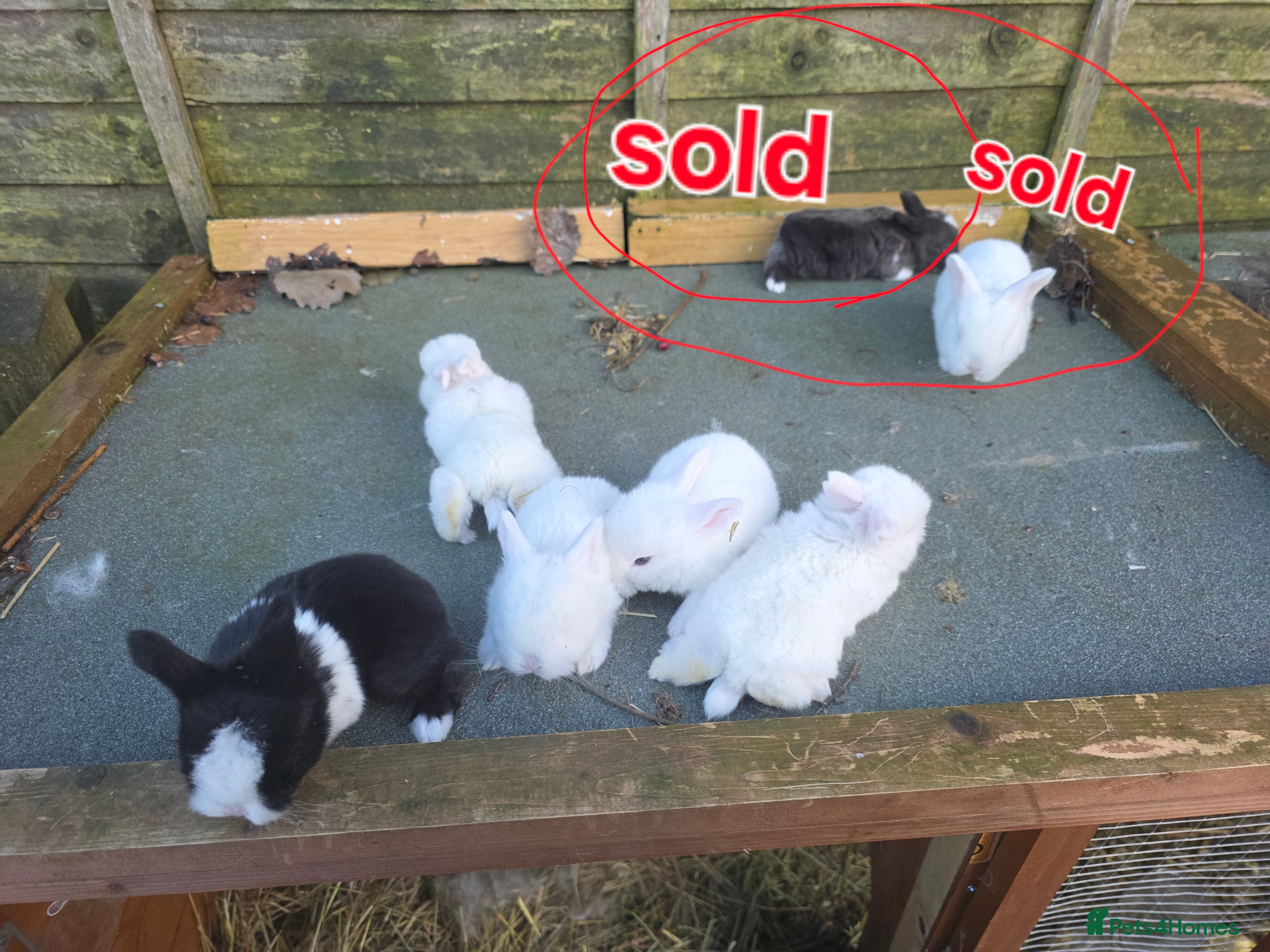 Mini Lop rabbits baby rabbit  - Advert 6