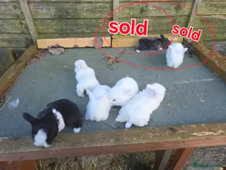 Mini Lop rabbits baby rabbit - Advert 6
