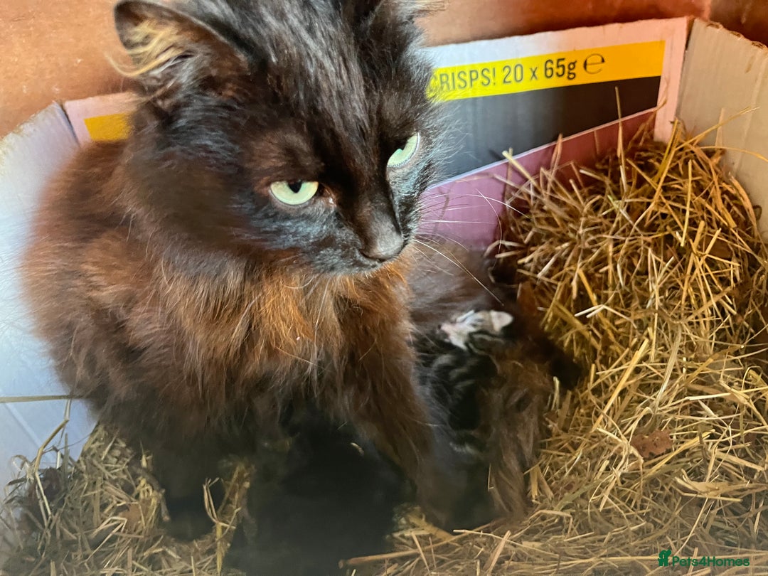 Mixed Breed cats for sale: Male mixed breed kittens - Image 10