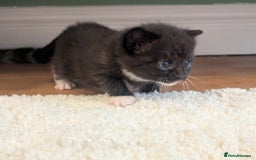 Mixed Breed cats for sale: 2 Sisters 1 Tabby and 1 Tuxedo Persian Mix - Image 21