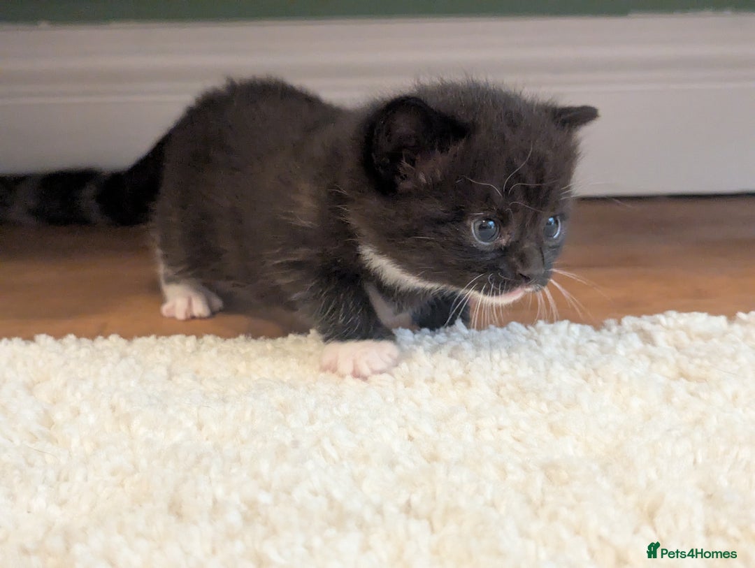 Mixed Breed cats for sale: 2 Sisters 1 Tabby and 1 Tuxedo Persian Mix - Image 21