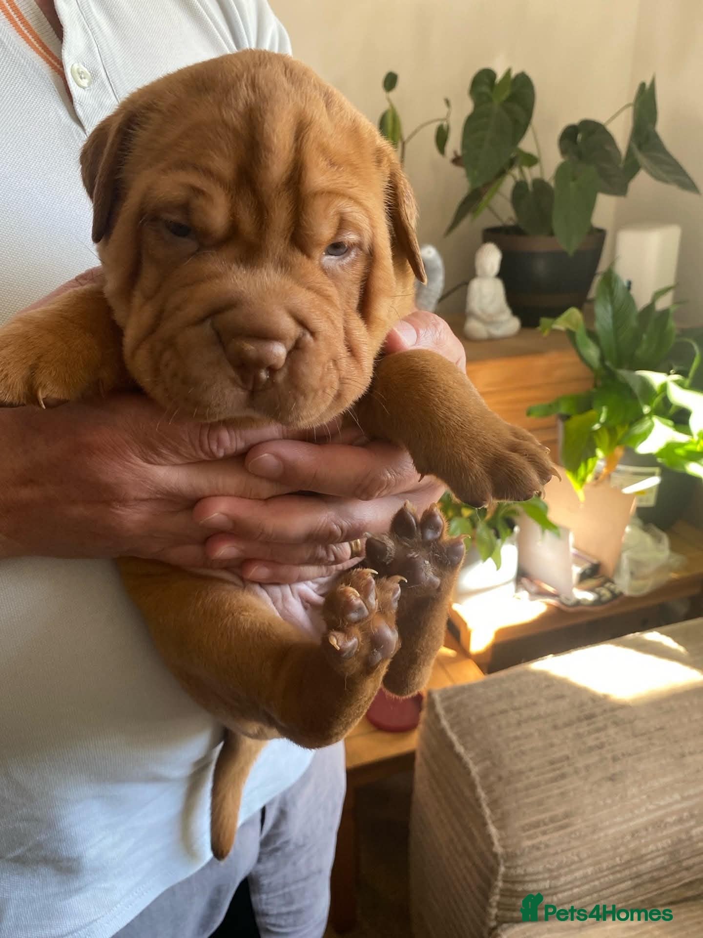 Mixed Breed dogs Sharpei x Ridgeback  - Advert 5