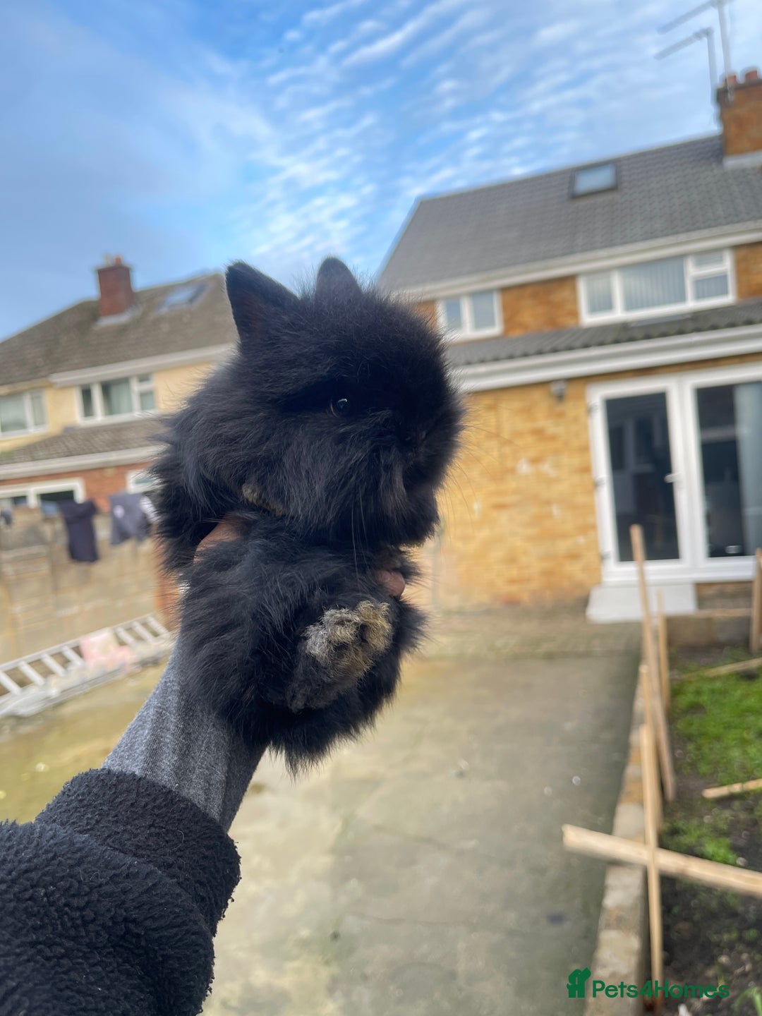Mini Lion Lop rabbits for sale: Mini lion lop rabbits - Advert 3
