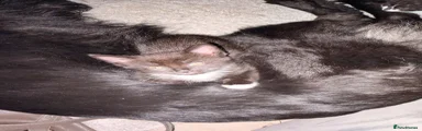 Mixed Breed Kitten 3