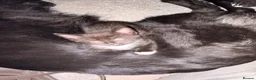 Mixed Breed cats for sale: Beautiful kittens - Advert 10