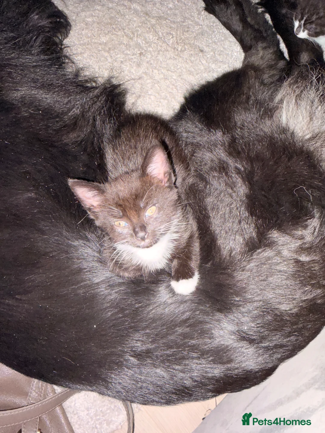 Mixed Breed cats for sale: Beautiful kittens - Advert 10