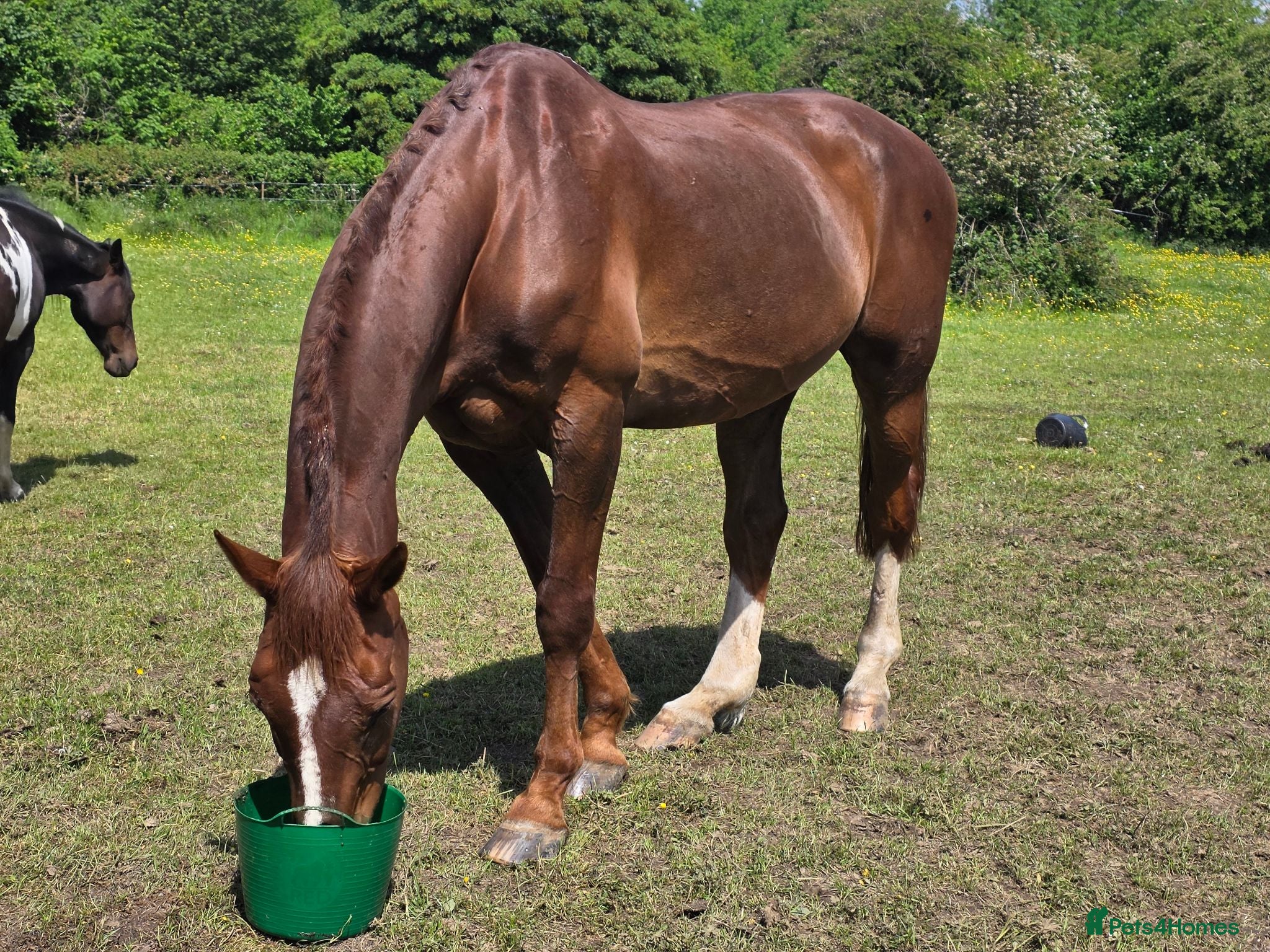 Belgian Warmblood horses Ridden companion - Advert 1