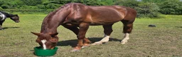 Belgian Warmblood horses for sale: Ridden companion - Advert 1