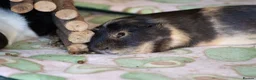 Guinea Pig rodents for sale: Female guinea pigs  - Advert 5