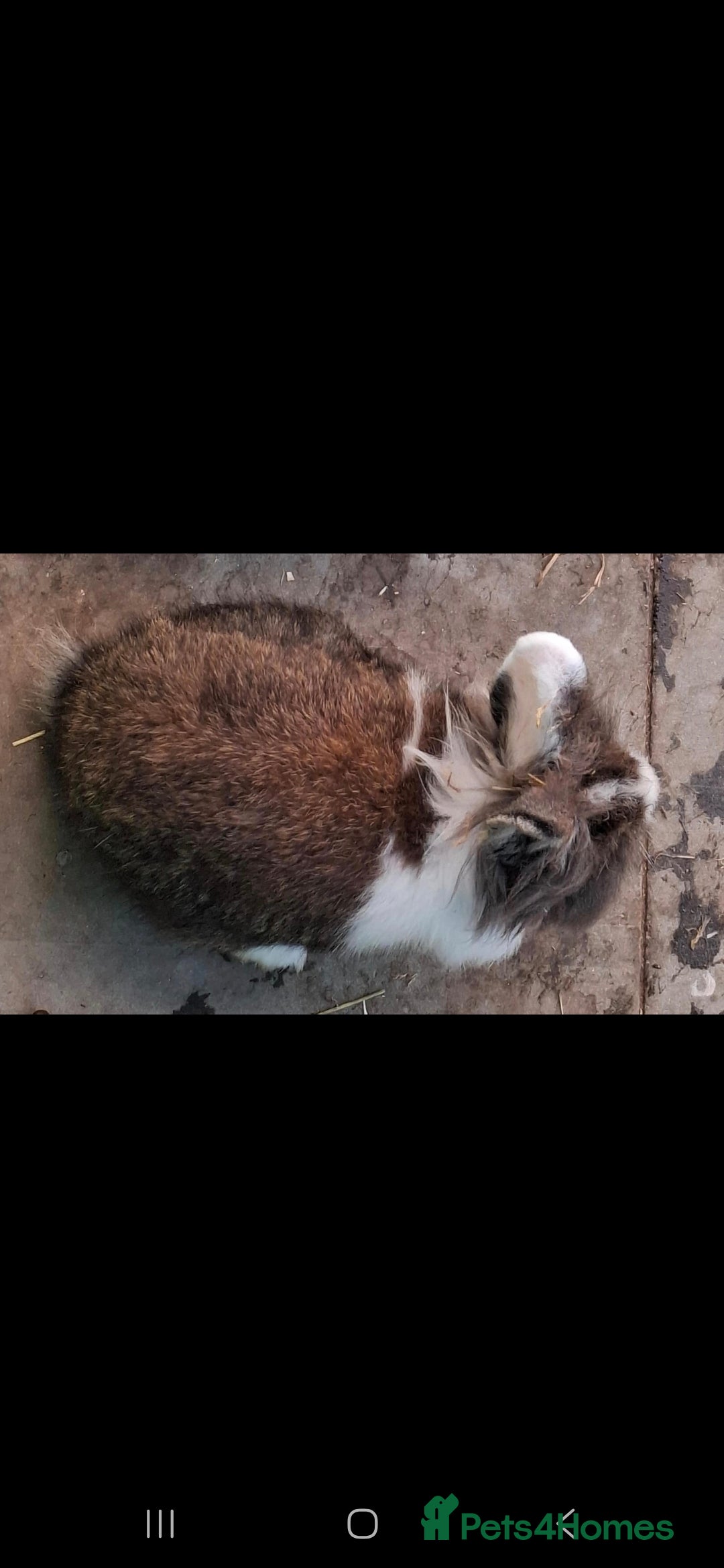 Lionhead rabbits for sale: Beautiful Female LionheadLop-URGENT - Advert 8