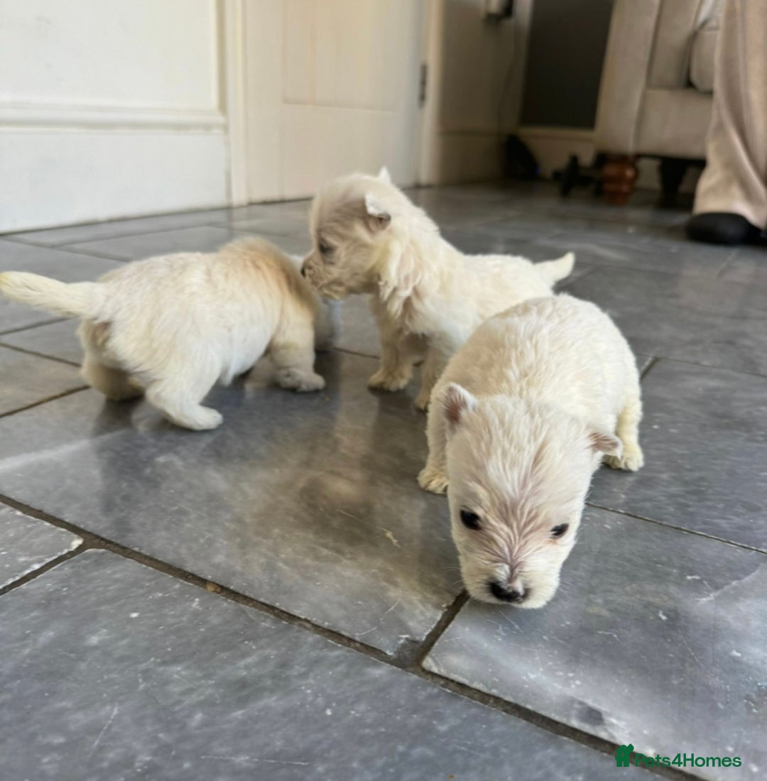 West Highland Terrier dogs for sale: Only 1 boy available  - Image 7